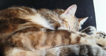 maé pet sitter à LE CASTERA 31530_6