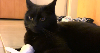 camille pet sitter à SOUFFELWEYERSHEIM 67460_1