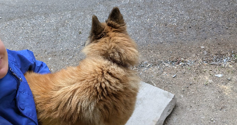 fleur pet sitter à LYON 01 69001_10