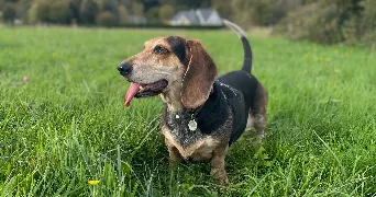 christophe pet sitter à SOTTEVILLE LES ROUEN 76300