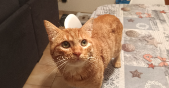 elise pet sitter à SORGUES 84700_3