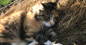 shannaz pet sitter à MURET 31600_2