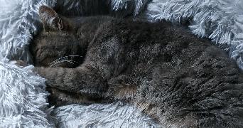 catherine pet sitter à MAROLLES EN BRIE 94440_9