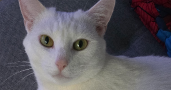 emilie pet sitter à GRAND FORT PHILIPPE 59153_0