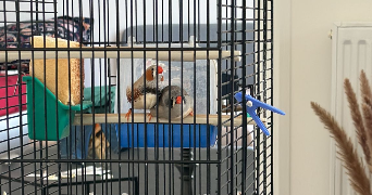 sara pet sitter à VILLIERS SUR MARNE 94350_4