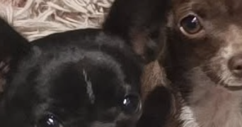 marion pet sitter à ST LEGER DU BOIS 71360_1