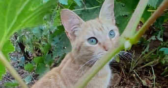 sarah pet sitter à GONESSE 95500_1