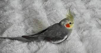 ines pet sitter à CHATEAUDUN 28200_0