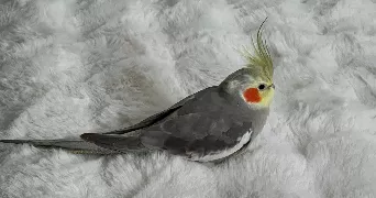 ines pet sitter à CHATEAUDUN 28200