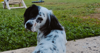 tiphaine pet sitter à HERBIGNAC 44410_3