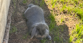 laure pet sitter à VIBRAYE 72320_1