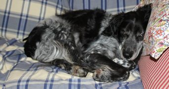 Virginie pet sitter à Chaillé-sous-les-Ormeaux 85310_9