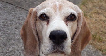 olivia pet sitter à Nantes 44300_1
