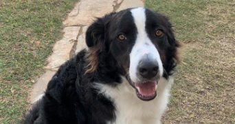 tayna pet sitter à Reims 51000_3
