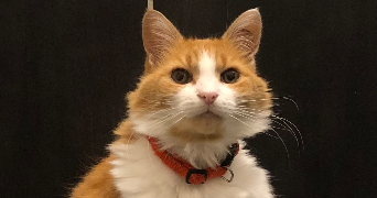 hermine pet sitter à BRON 69500_5