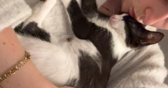 zoé pet sitter à CASTELNAU LE LEZ 34170_2