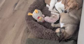 etienne pet sitter à CALVISSON 30420