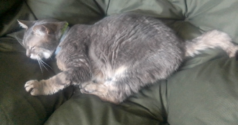 séraphine pet sitter à BOIS GUILLAUME 76230_0