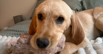 pauline pet sitter à MEUDON 92190_0