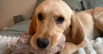 pauline pet sitter à MEUDON 92190