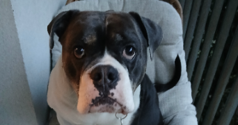 léo pet sitter à ST DENIS 93210_1