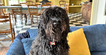 josephine pet sitter à LILLE 59000_1