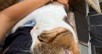 salomé pet sitter à DOMENE 38420_5