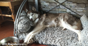 mélody  pet sitter à LA ROCHE GUYON 95780_3