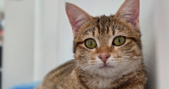 chanel pet sitter à Unieux 42240_3