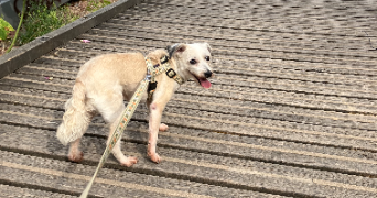 clémence pet sitter à LE PERREUX SUR MARNE 94170_1