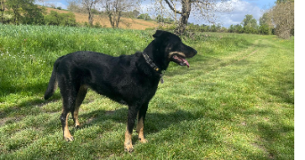 sandrine pet sitter à ST ORENS DE GAMEVILLE 31650_2