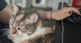 manon pet sitter à PONT ST MARTIN 44860_6