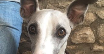 chloé pet sitter à HAYANGE 57700_2