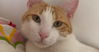 anna pet sitter à ST SEBASTIEN SUR LOIRE 44230_0