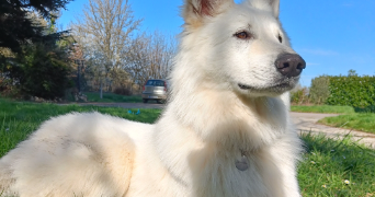 capucine pet sitter à METTRAY 37390_3