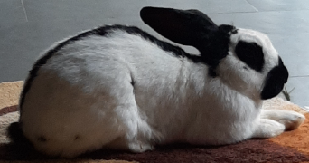 clarisse pet sitter à BOUILLANCY 60620_6