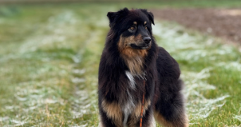 aurore pet sitter à ST GERMAIN EN LAYE 78100_2