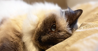 claire pet sitter à Arnay Le Duc 21230_2