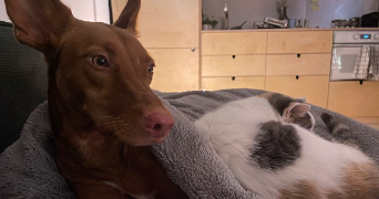 lucile pet sitter à PANTIN 93500_1