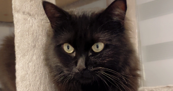 sophie pet sitter à LIANCOURT 60140_0