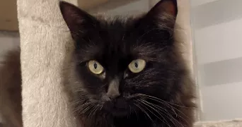 sophie pet sitter à LIANCOURT 60140