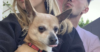 isac pet sitter à PACE 35740_2
