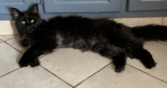 ophelie cat sitter à CHARTRES 28000_18