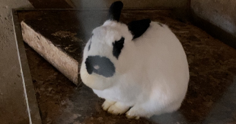 amandine pet sitter à ROYAT 63130_5