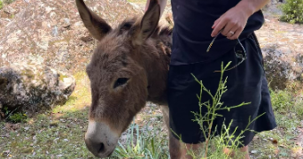 théo pet sitter à MARCQ EN BAROEUL 59700_8