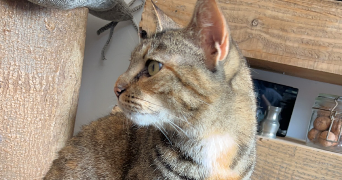 charlotte pet sitter à BAILLEUL 59270_3