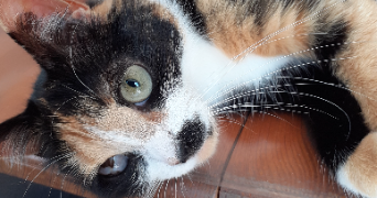 isabelle pet sitter à BOULOGNE SUR MER 62200_3