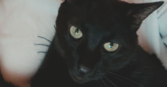 mathilde pet sitter à MARSEILLE 10 13010_2