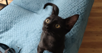 maël cat sitter à ST MALO 35400_1