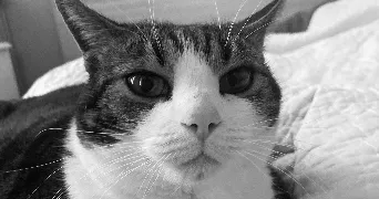 elisa pet sitter à REIMS 51100